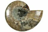 Cut & Polished Ammonite Fossil (Half) - Madagascar #310734-1